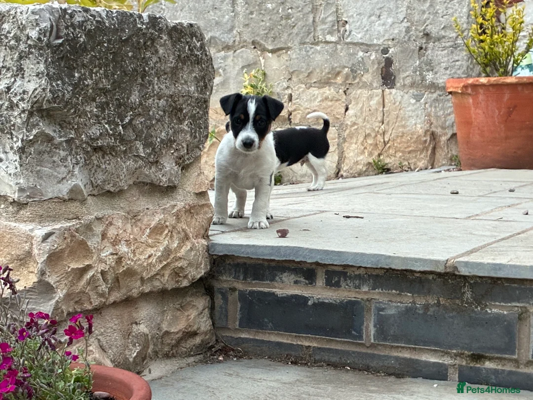 Jack Russell dogs for sale: Gorgeous Jack Russell Puppies in Ruthin - Advert 2