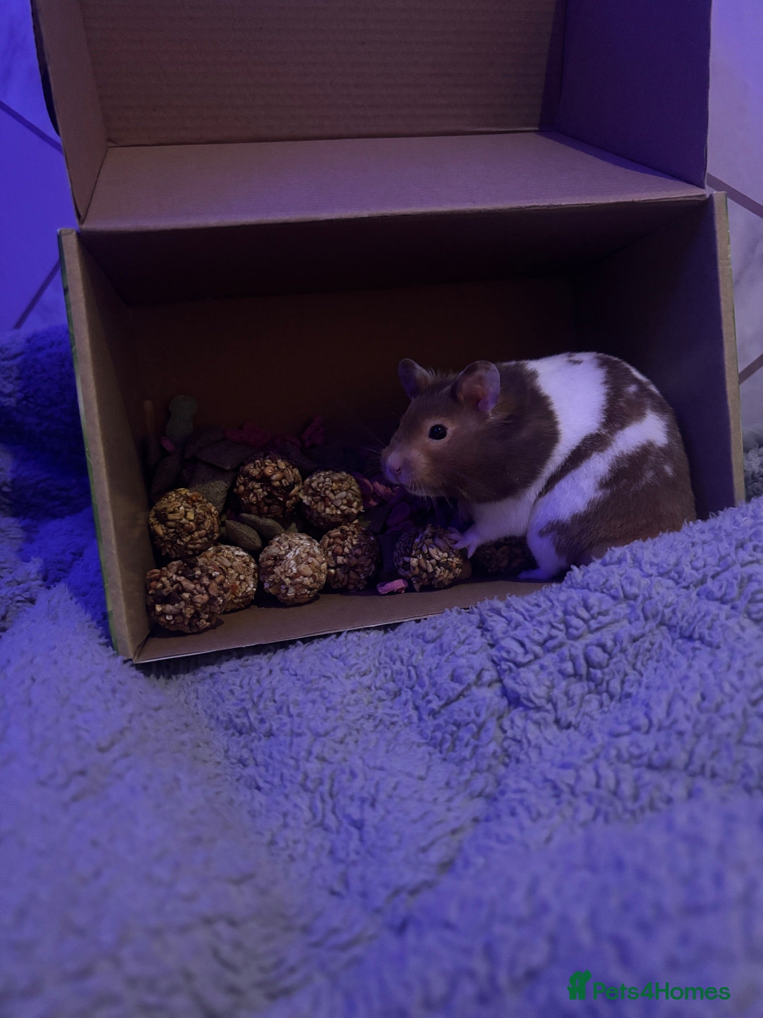 Hamster rodents Female hamster  - Advert 1