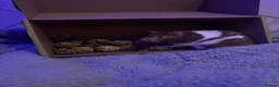 Hamster rodents for sale: Female hamster  in Redditch - Advert 1