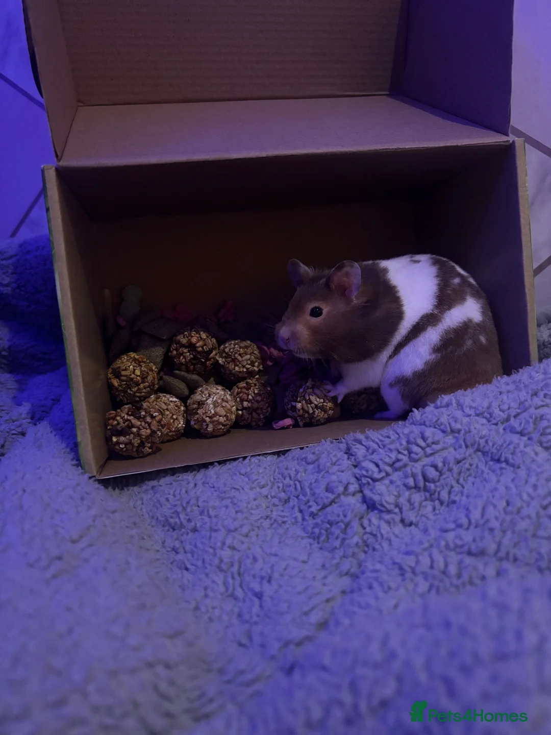 Hamster rodents for sale: Female hamster  in Redditch - Advert 1