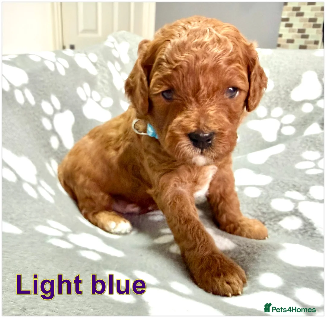 Cavapoo dogs for sale: Gorgeous Cavapoo F1B puppies - Advert 2