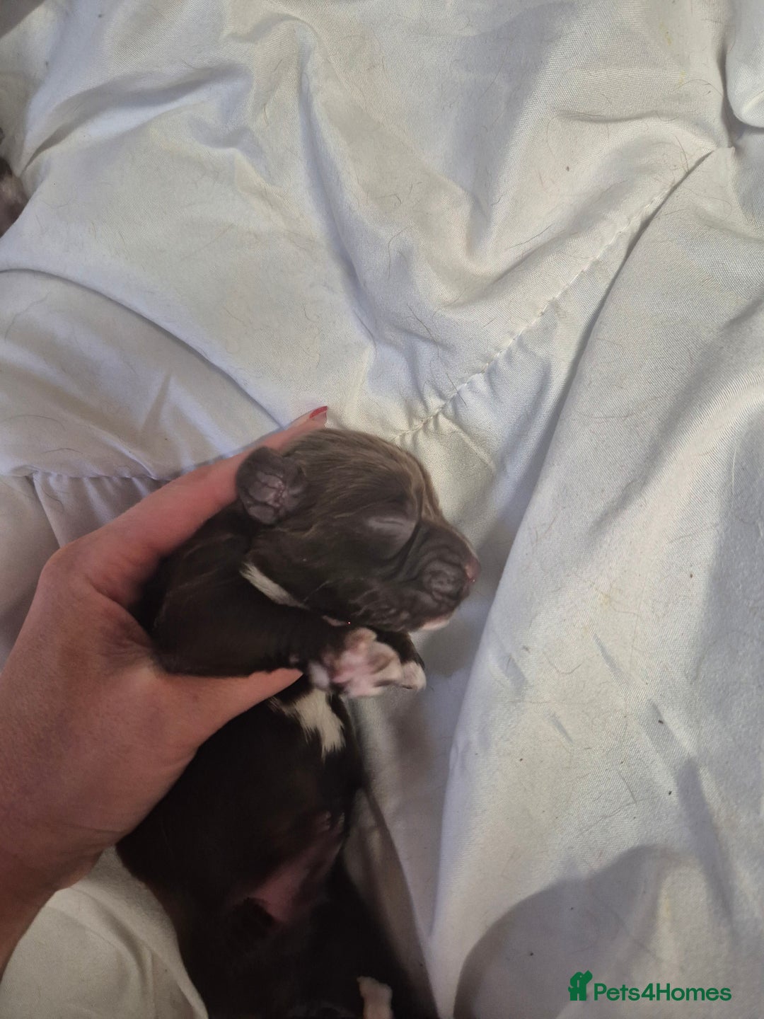 Cocker Spaniel dogs for sale: Stunning cocker spaniel pups - Advert 8