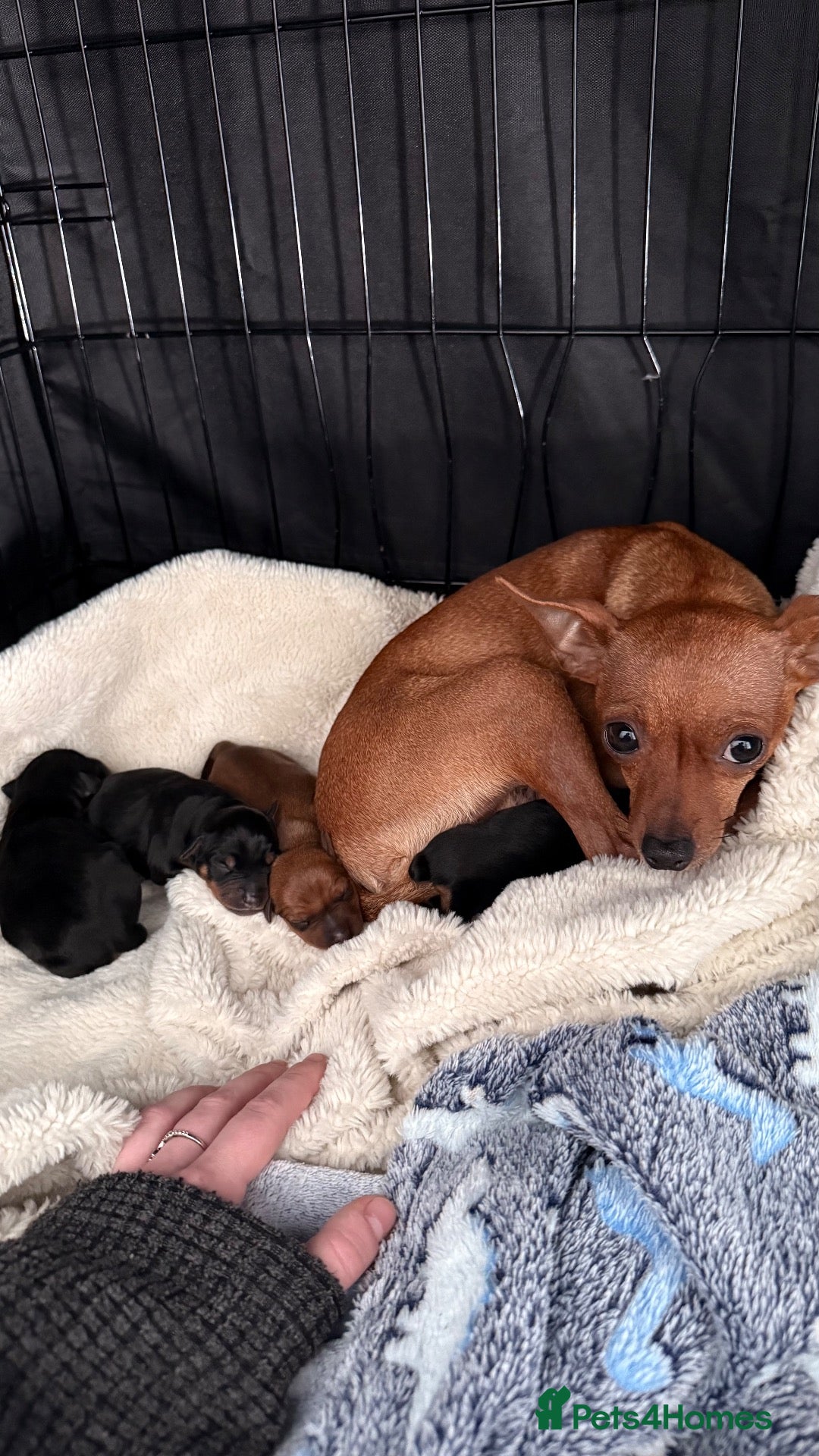 Miniature Pinscher dogs 4 Beautiful Mini Pin Puppies for Sale ♥️ - Advert 13