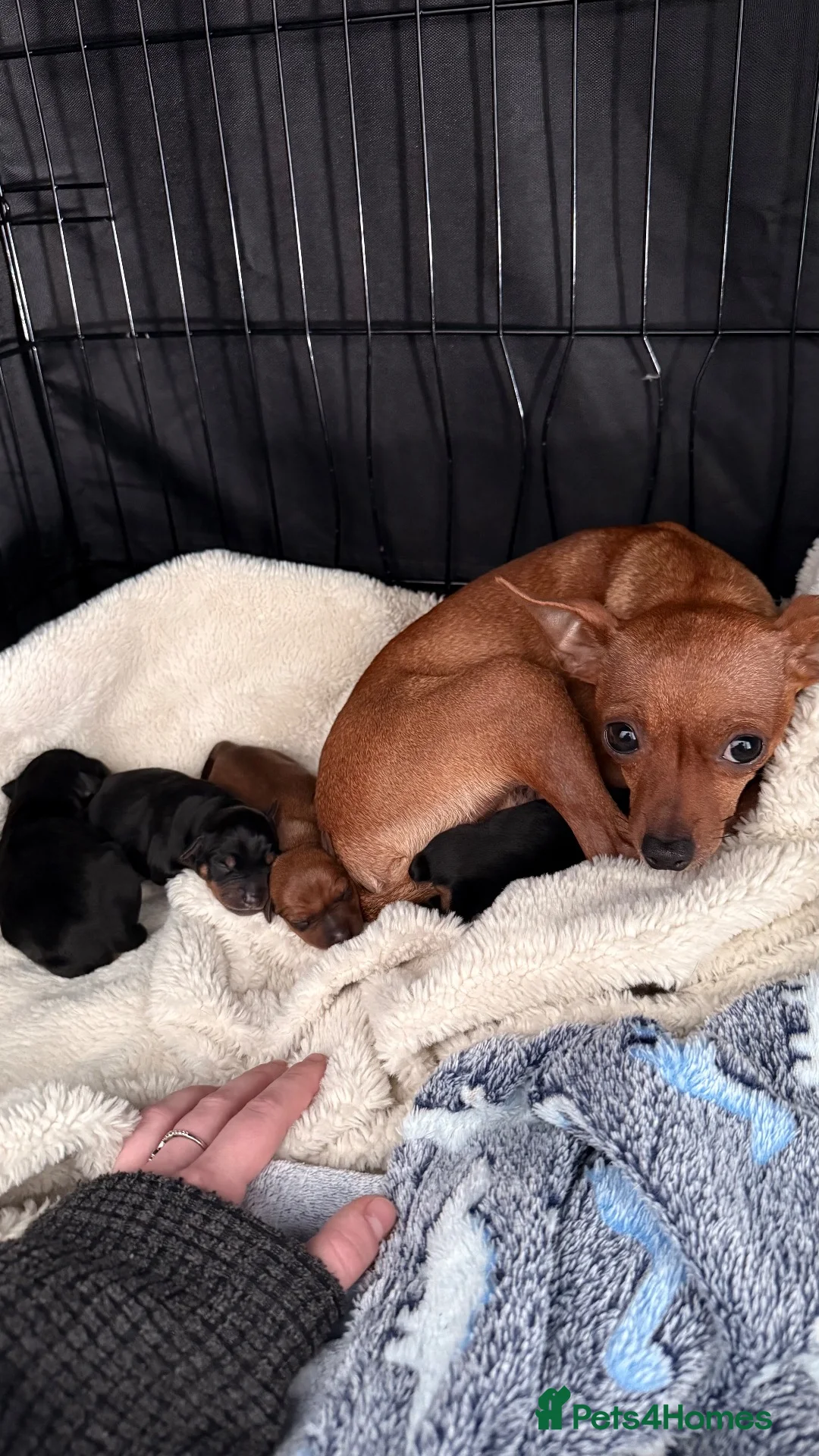 Miniature Pinscher dogs for sale: 4 Beautiful Mini Pin Puppies for Sale ♥️ in Huddersfield - Advert 1