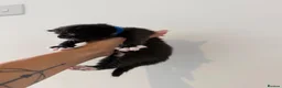 Mixed Breed cats for sale: Gorgeous Black & White Kittens – Boys & Girls - Advert 25
