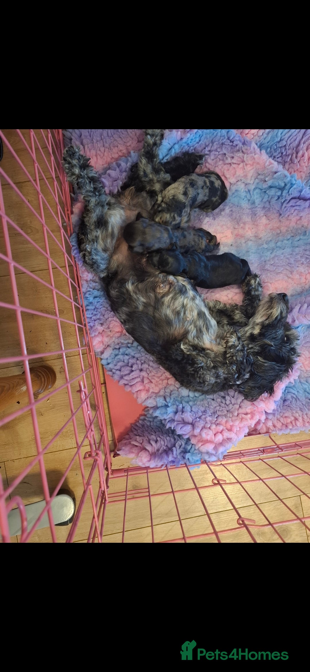 Cockapoo dogs for sale: Gorgeous Cockapoos Health Tested Parents - Image 12