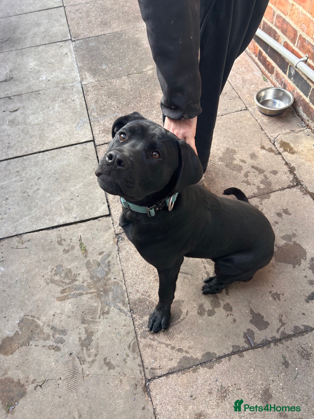 Mixed Breed dogs for sale: Puppy for sale  - Advert 15