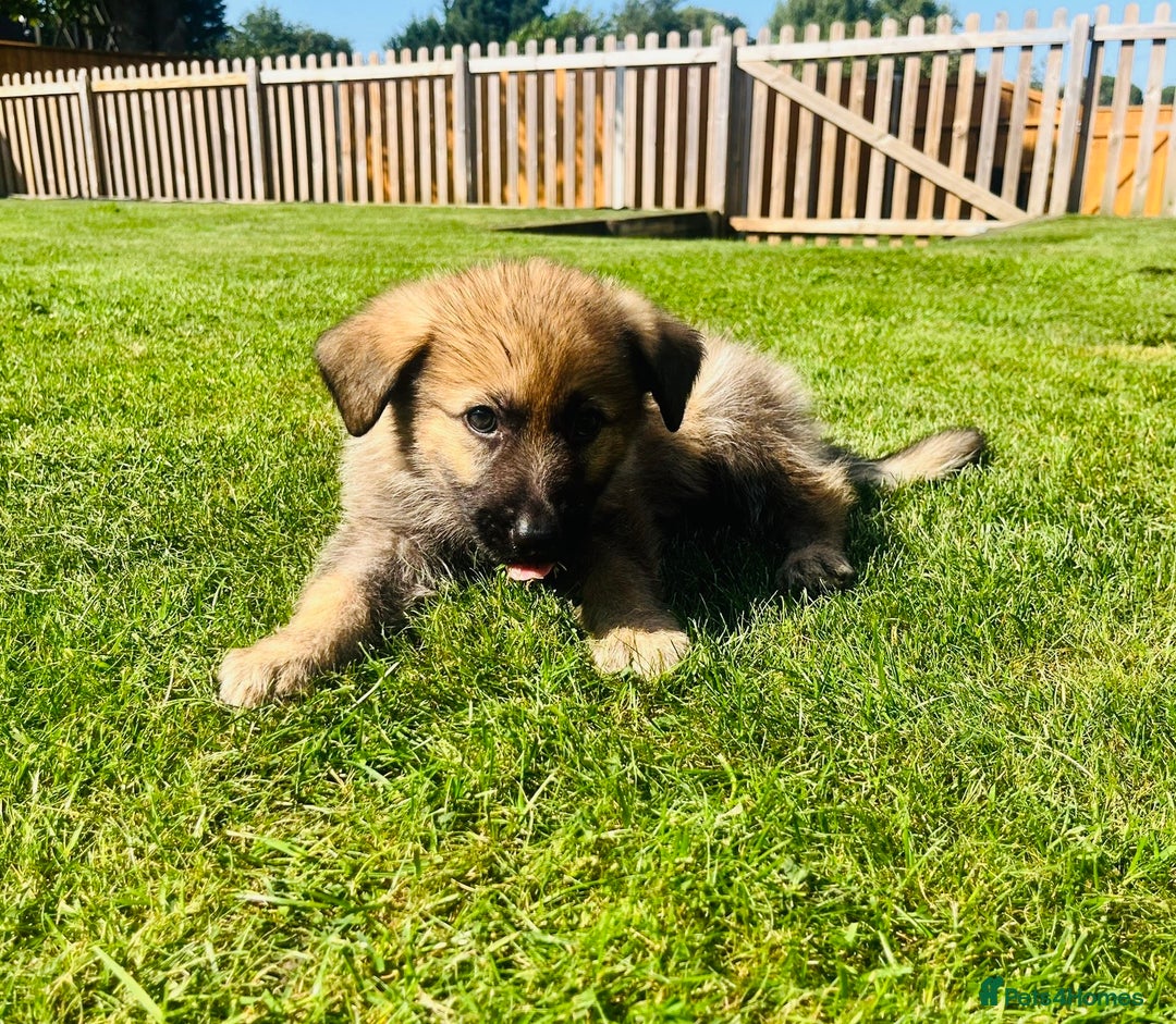 German Shepherd dogs for sale: KC Registered German Shepard Babies 🐾🐾🐾 - Image 11