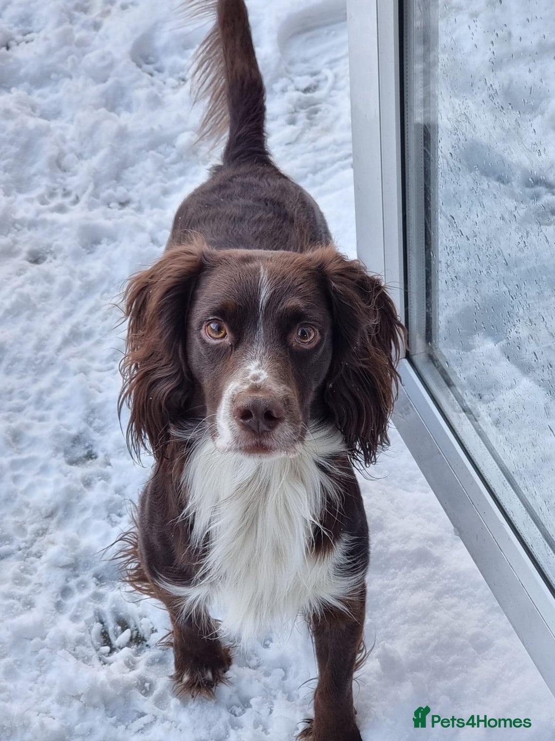 Sprocker dogs for sale: 4 LEFT Sprocker Spaniel Puppies EXCELLENT Breeding - Advert 8