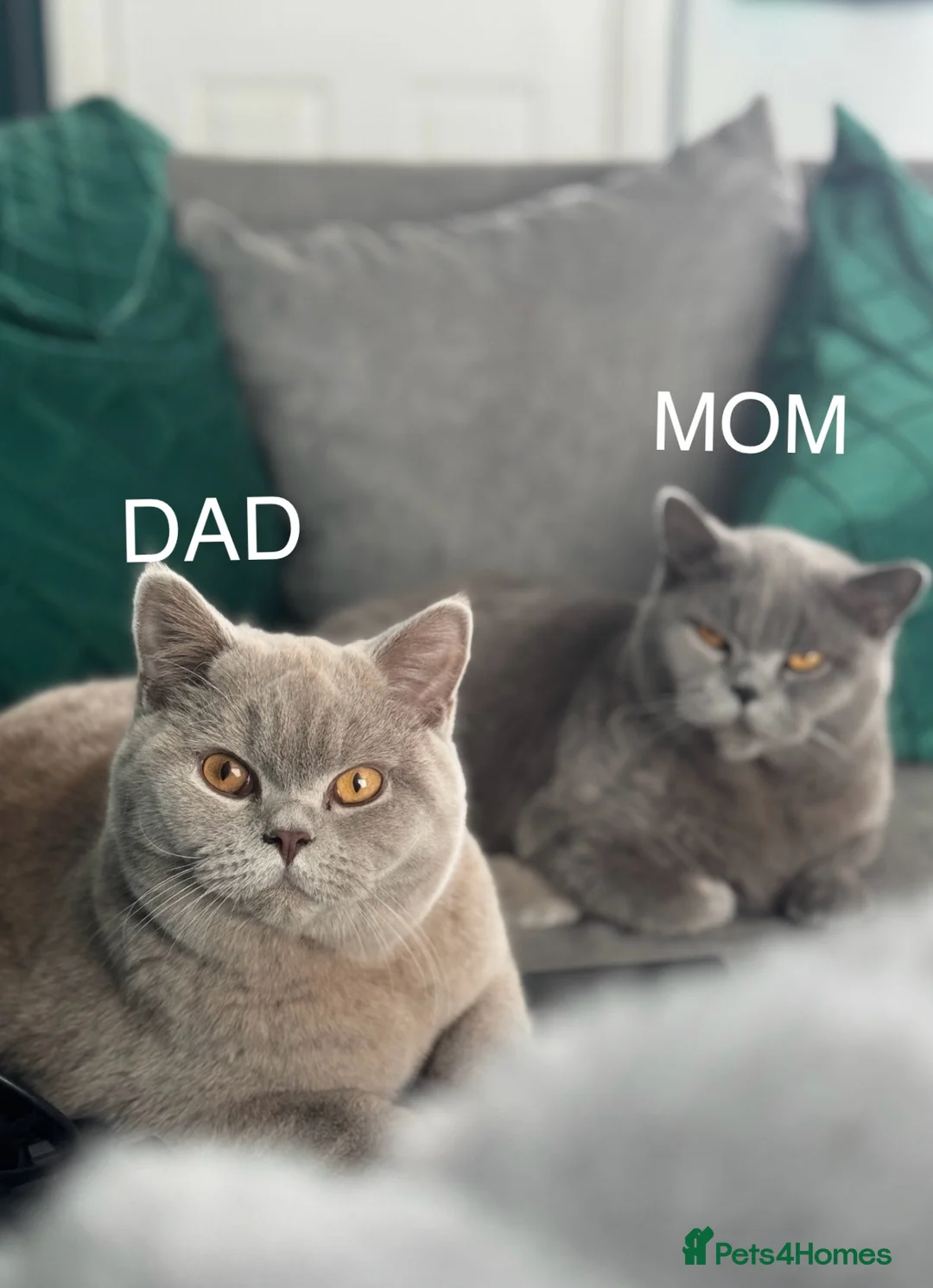 British Shorthair cats for sale: British shorthair Blue & Lilac in Tamworth - Advert 1