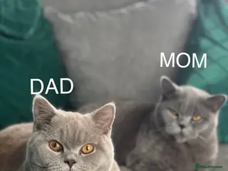 British Shorthair cats British shorthair Blue & Lilac - Advert 2