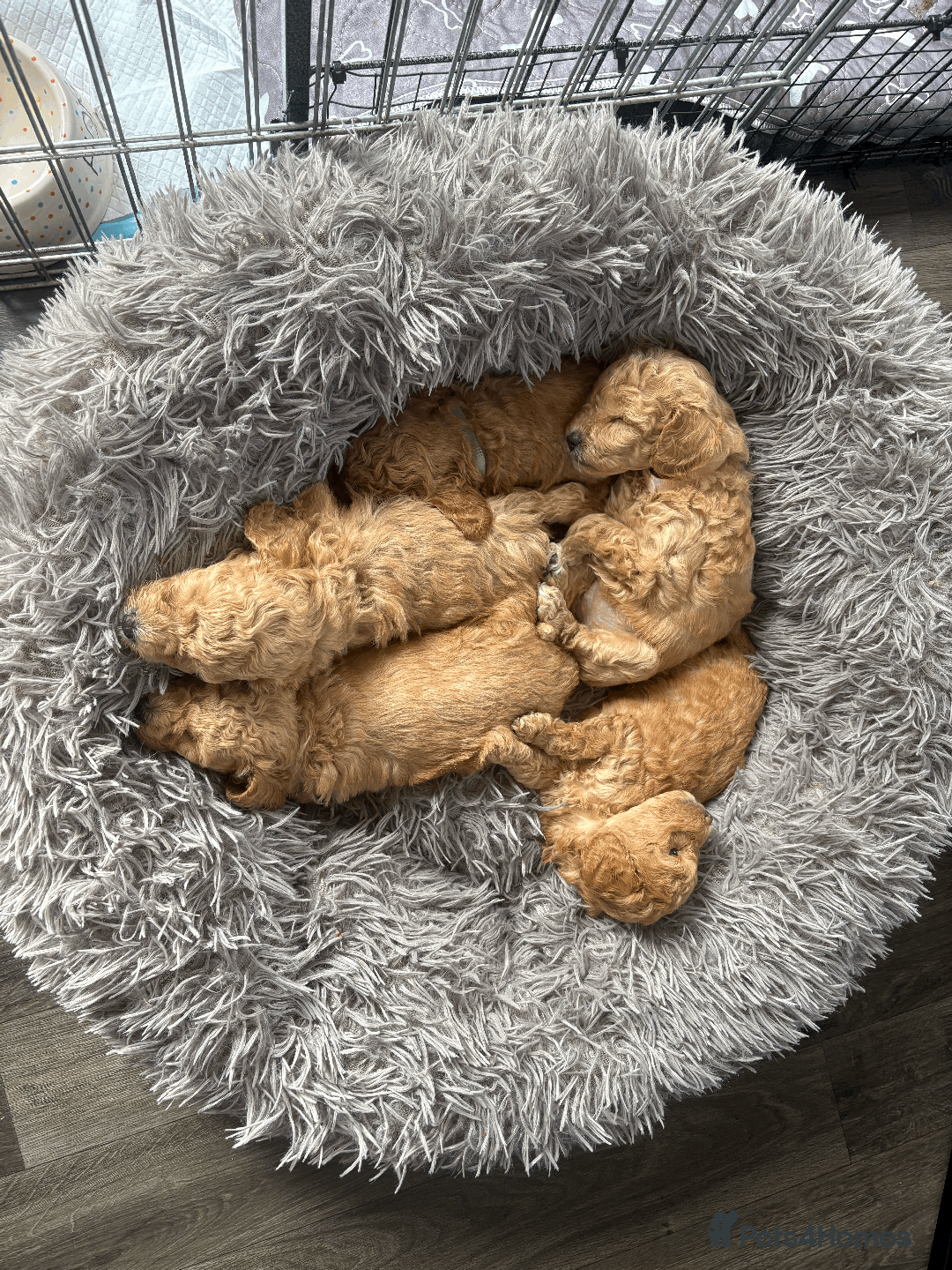 Toy Poodle dogs for sale: KC Registered Toy Poodle Treasures  - Image 6
