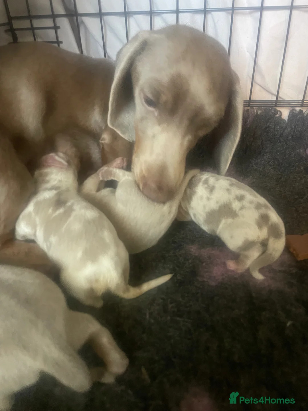 Dachshund dogs for sale: Miniature Dachshund Puppies - Advert 2