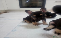 French Bulldog dogs for sale: Beautiful frenchie puppies  - Image 6