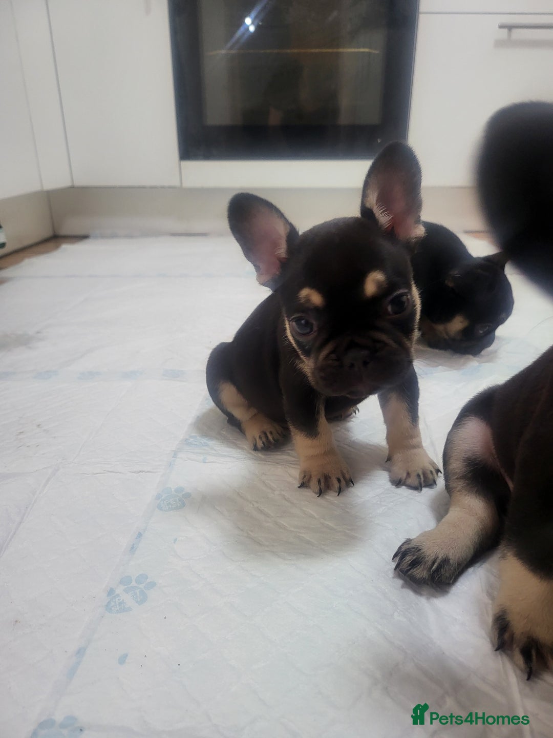 French Bulldog dogs for sale: Beautiful frenchie puppies  - Image 6