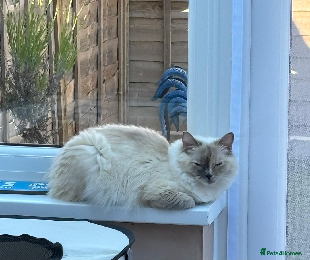 Ragdoll cats for sale: Beautiful ragdoll looking to rehome - Image 2