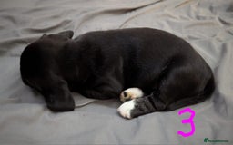 Mixed Breed dogs for sale: Cocker Jack Puppies - Image 3
