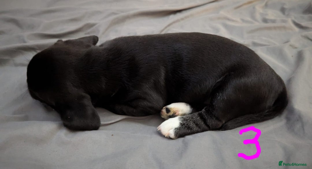 Mixed Breed dogs for sale: Cocker Jack Puppies - Image 3