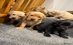 Labrador Retriever dogs for sale: Early Autumn Labrador Puppies - Image 18