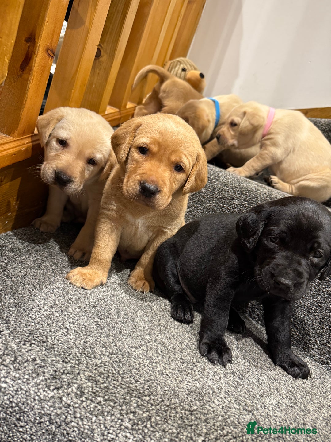 Labrador Retriever dogs for sale: Early Autumn Labrador Puppies - Image 18