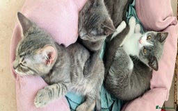 British Shorthair cats for sale: Beautiful Blue British, Lilac, Color point, Tabby  - Image 29