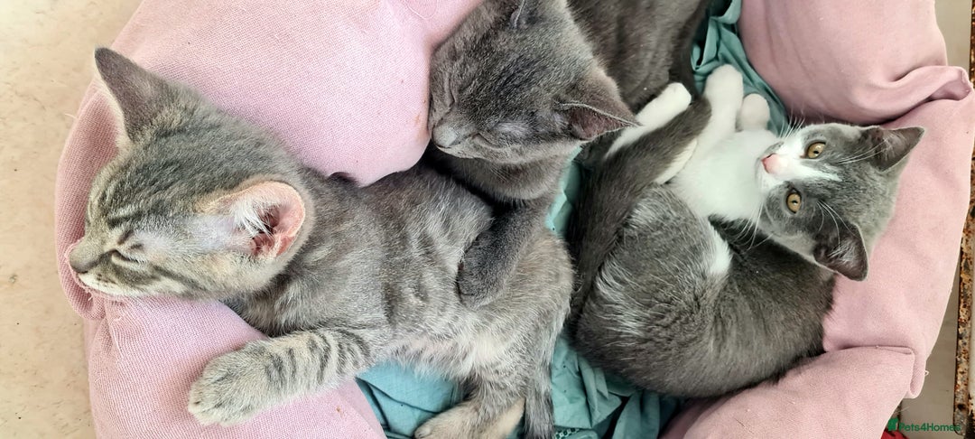 British Shorthair cats for sale: Beautiful Blue British, Lilac, Color point, Tabby  - Image 29