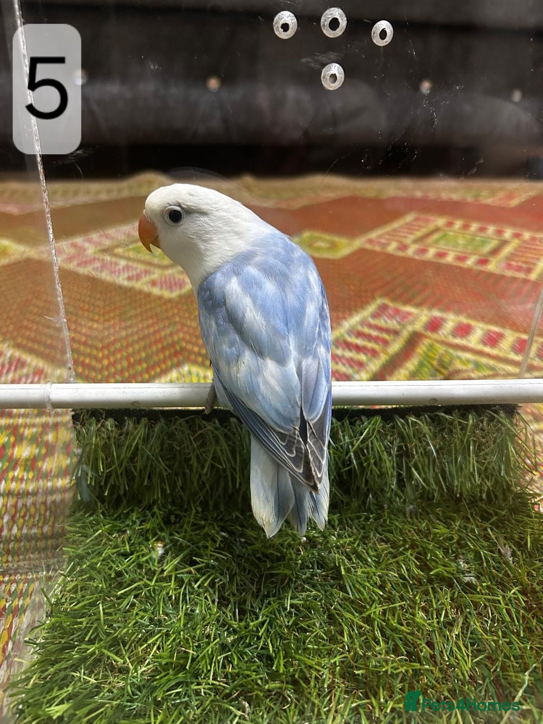 Lovebirds birds for sale: Beautiful Mutation fisher Lovebirds in Birmingham  - Advert 15