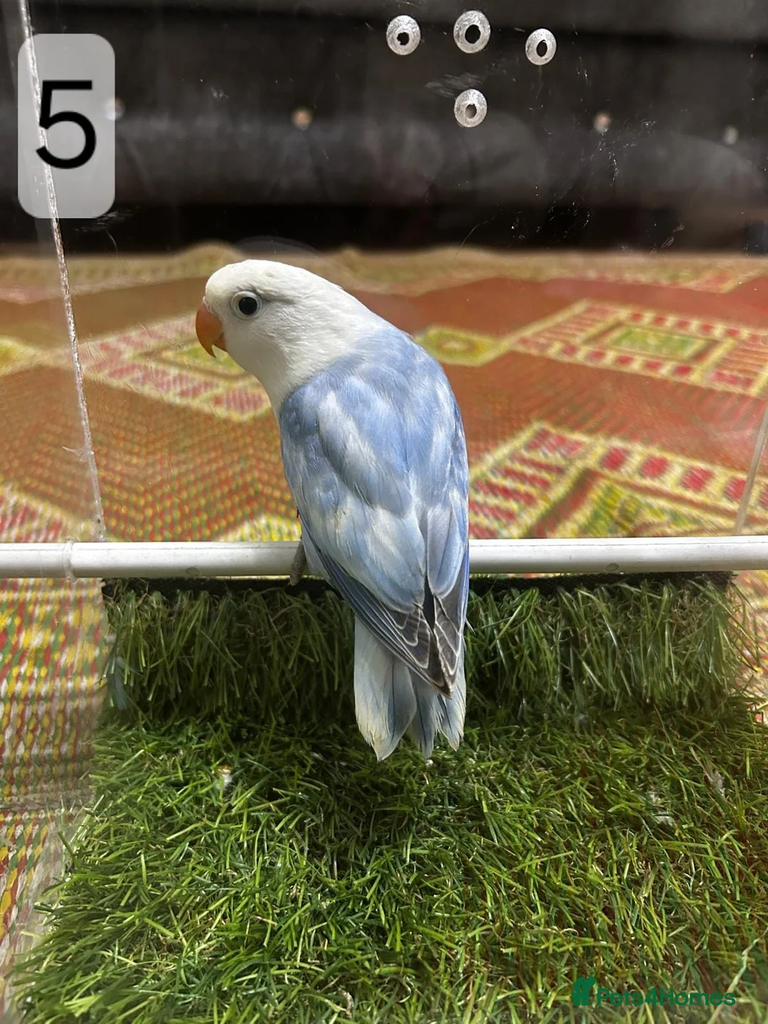 Lovebirds birds for sale: Beautiful Mutation fisher Lovebirds in Birmingham  - Advert 15