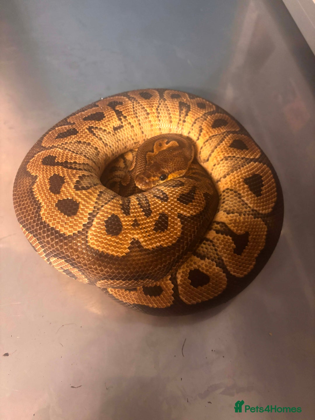 Python Snake reptiles for sale: Captive Bred Ball Pythons – Dundee - Advert 1