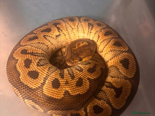 Python Snake reptiles Captive Bred Ball Pythons – Dundee - Advert 2