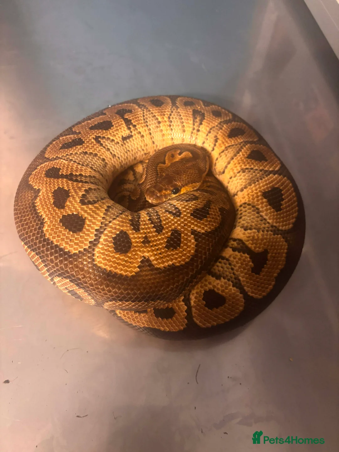 Python Snake reptiles for sale: Captive Bred Ball Pythons – Dundee - Advert 1