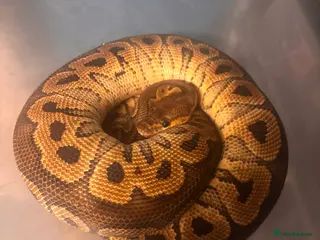 Python Snake reptiles Captive Bred Ball Pythons – Dundee - Advert 9