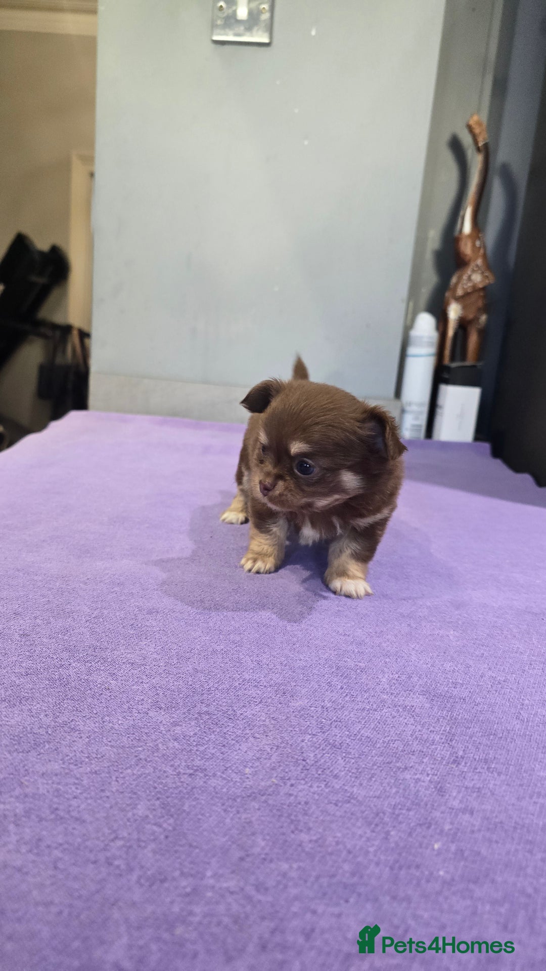 Chihuahua dogs for sale: Chihuahua puppies Russian ancestry with perfect bo - Advert 15