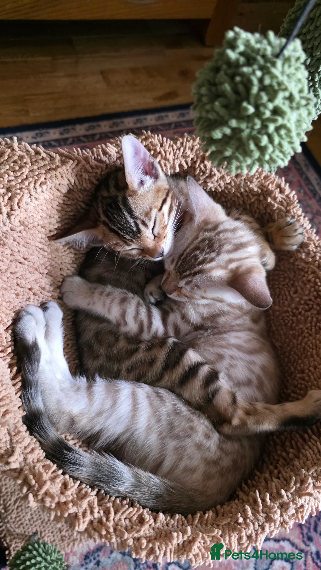 Bengal cats for sale: Beautiful 🐾 5 BENGALPARADISE 🐾 Kittens - Advert 22