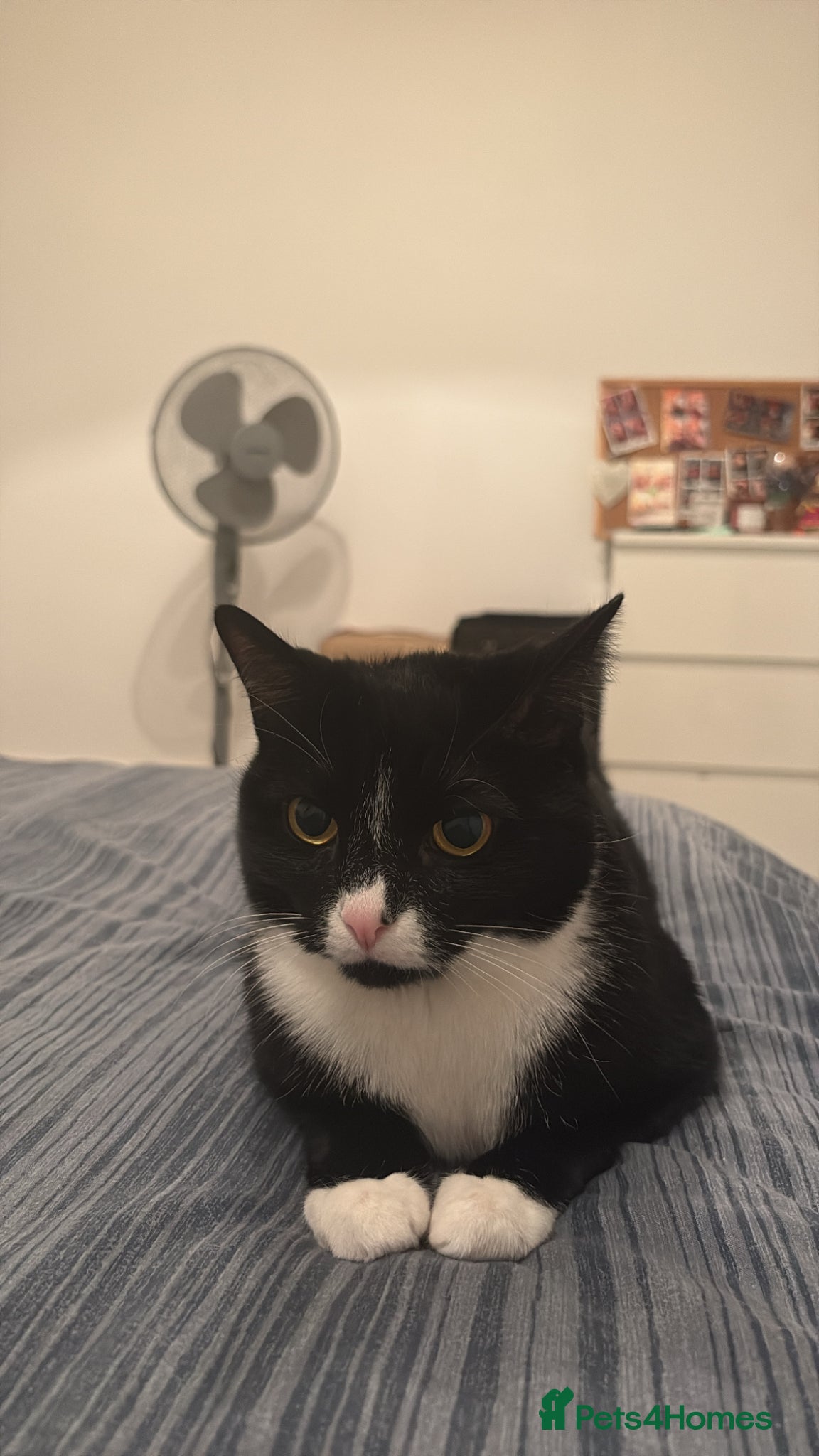 British Shorthair cats Gorgeous 3 year old Tuxedo looking for a new home - Advert 1