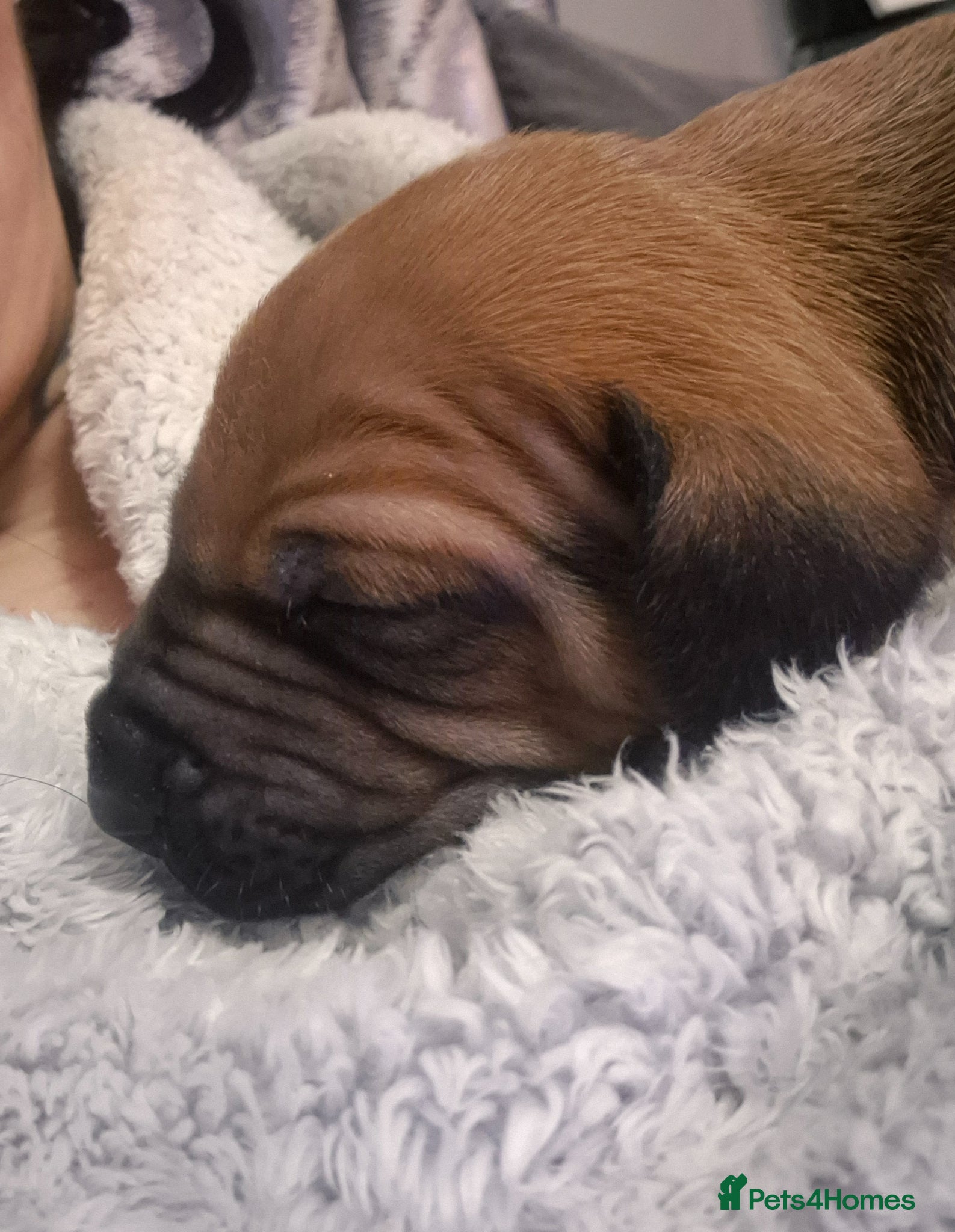 Rhodesian Ridgeback dogs ADORABLE RR PUPS! BOTH PARENTS DNA HEALTH CHECKED  - Advert 1