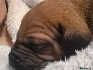 Rhodesian Ridgeback dogs ADORABLE RR PUPS! BOTH PARENTS DNA HEALTH CHECKED - Advert 1