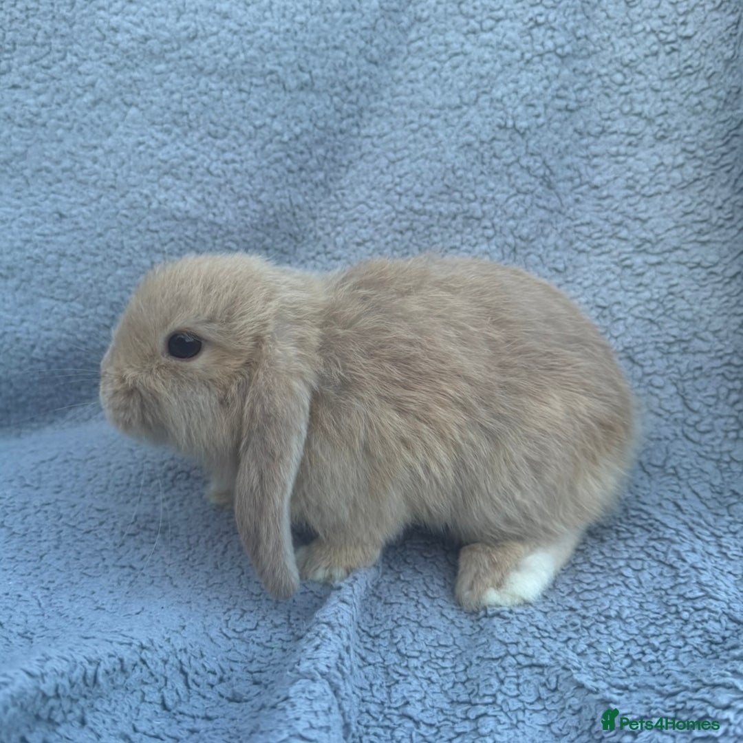 Mini Lop rabbits for sale: Purebred mini lops - Image 9