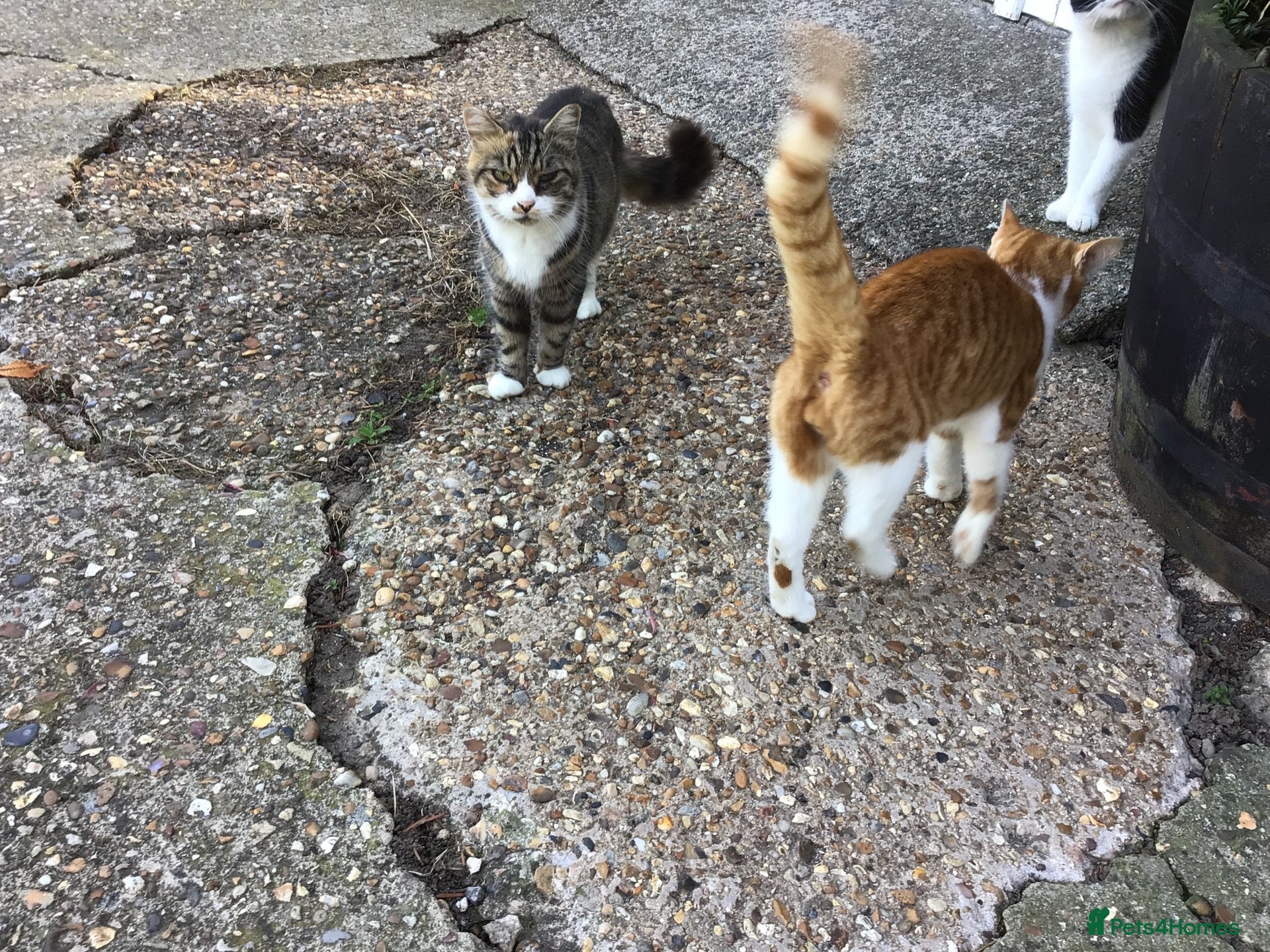 Mixed Breed cats Young cat - Advert 8