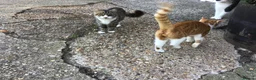 Mixed Breed cats for sale: Young cat in Colchester - Advert 1