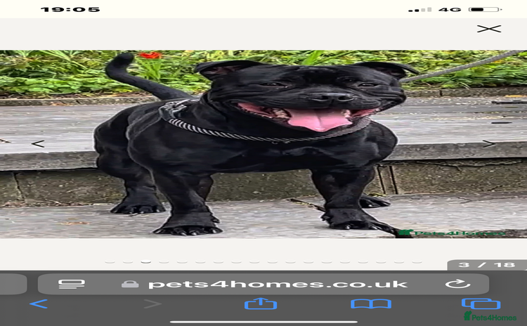 Staffordshire Bull Terrier dogs - Advert 13