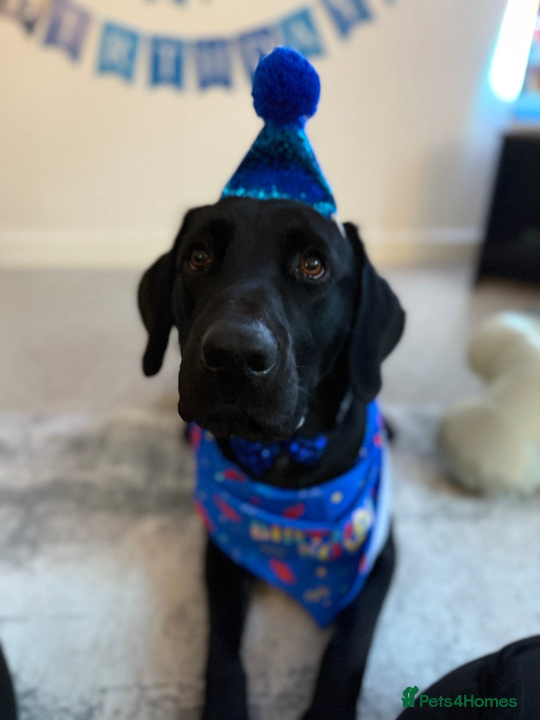 Labrador Retriever dogs for stud: Working Labrador for stud  - Advert 1