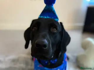 Labrador Retriever dogs Working Labrador for stud - Advert 15