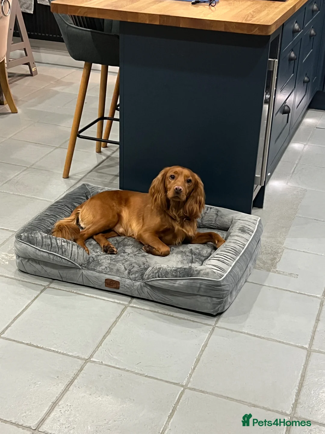 Cocker Spaniel dogs for sale: Family Friendly Cocker in Colchester - Advert 2