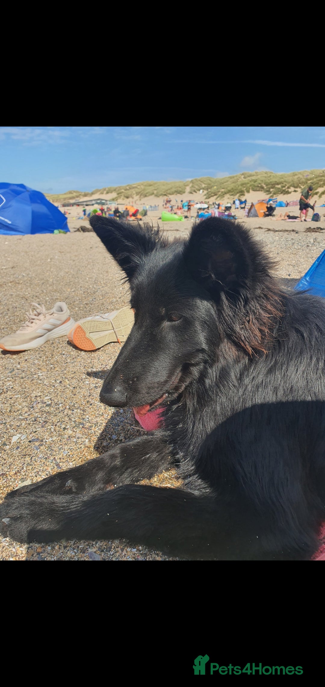German Shepherd dogs for sale: Heidi - Image 1