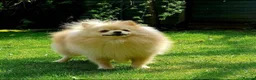 Pomeranian dogs for sale: Beautiful champion-line Pomeranian puppies 🩷🐶💙 - Advert 10