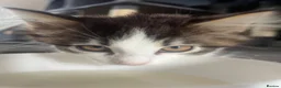 Mixed Breed cats for sale: Super fluffy mixed breed Kittens - Advert 10
