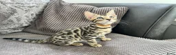 Bengal cats for sale: Stunning full pedigree registered bengal kittens  - Advert 6