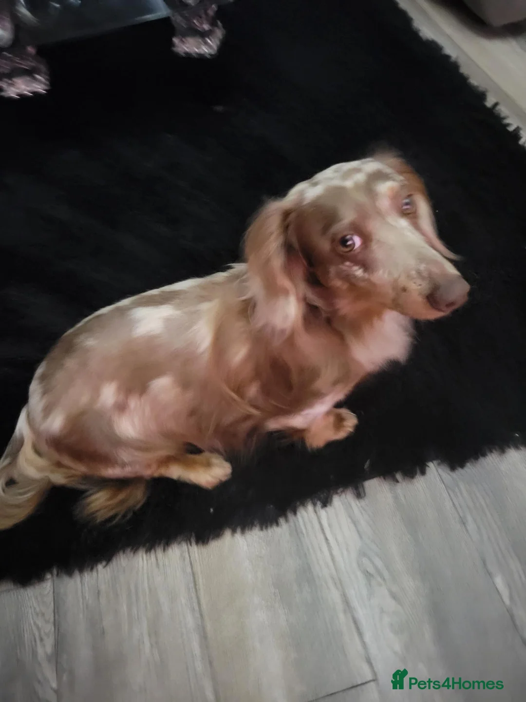 Miniature Dachshund dogs for stud: Long haired Isabella Dapple - Advert 1
