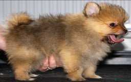 Pomeranian dogs for sale: Beautiful pomeranian pups in Houghton le Spring - Image 30